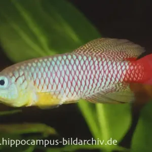 Geprüft Foerschs Prachtgrundkärpfling, Nothobranchius foerschi, paar