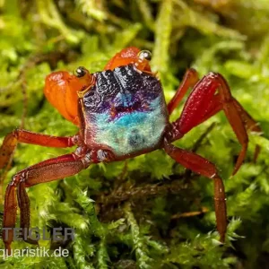 Sofort Bestellen Mandarinenkrabbe, Geosesarma sp. Mandarine, Zufällig ausgewählt