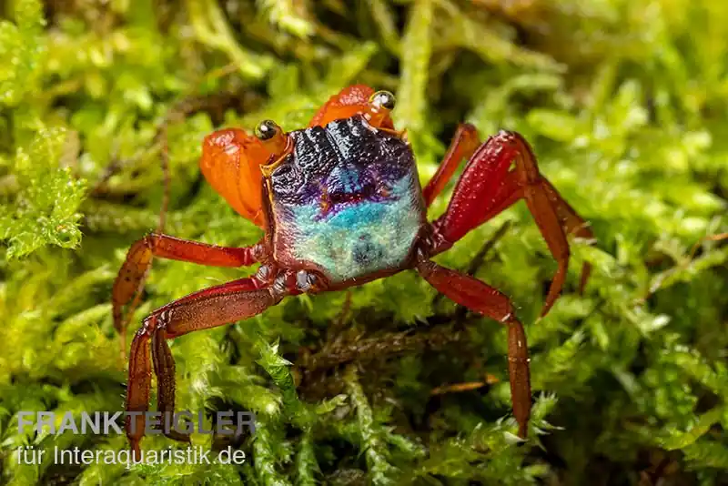 Sofort Bestellen Mandarinenkrabbe, Geosesarma sp. Mandarine, Zufällig ausgewählt
