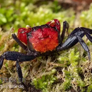 Preisreduziert Rote Vampirkrabbe, Geosesarma hagen (Red Devil Crab), Paar (1 Männchen + 1 Weibchen)