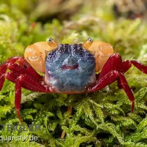 Billig Weißhand-Mandarinenkrabbe, Geosesarma cf. notophorum, Zufällig ausgewählt