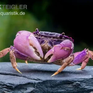 Lila Spider Crab, Neosarmatium sp. Purple, Zufällig ausgewählt Preiswert