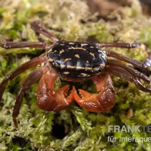 Sonderangebot Rainbow Mangrovenkrabbe, Pseudosesarma sp., Zufällig ausgewählt