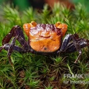 Rusty-Vampirkrabbe, Geosesarma sp. Iron Fist, Paar (1 Männchen + 1 Weibchen) Highlight