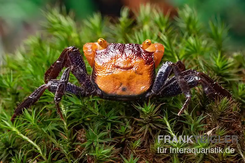 Abverkauf Rusty-Vampirkrabbe, Geosesarma sp. Iron Fist, Zufällig ausgewählt