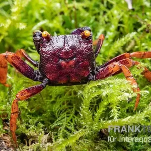 Meistverkauft Daredevil-Vampirkrabbe, Geosesarma sp. "Daredevil", Trio (1 Männchen + 2 Weibchen)