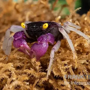 Purpuralba-Vampirkrabbe, Geosesarma sp. lilaweiss, Zufällig ausgewählt Schnäppchen