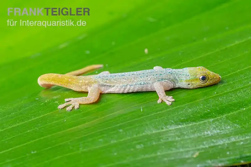 Sichere Zahlung Conrau`s Zwerggecko, Lygodactylus conraui, Paar (1 Männchen + 1 Weibchen)