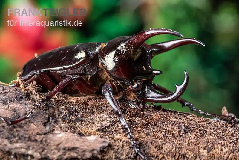 Atlaskäfer, Chalcosoma atlas, weiblich Neuheit