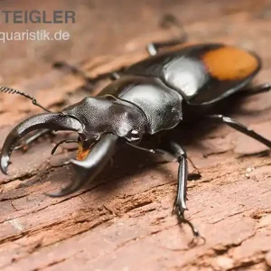Zertifiziert Parryi-Hirschkäfer, Hexarthrius parryi, gemischt