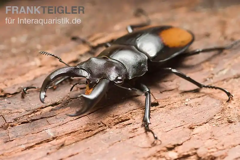 Zertifiziert Parryi-Hirschkäfer, Hexarthrius parryi, gemischt
