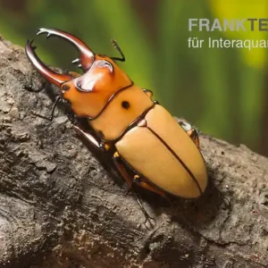 Zwerghirschkäfer, Prosopocoilus occipitalis paarpreisx2 Letzte Chance