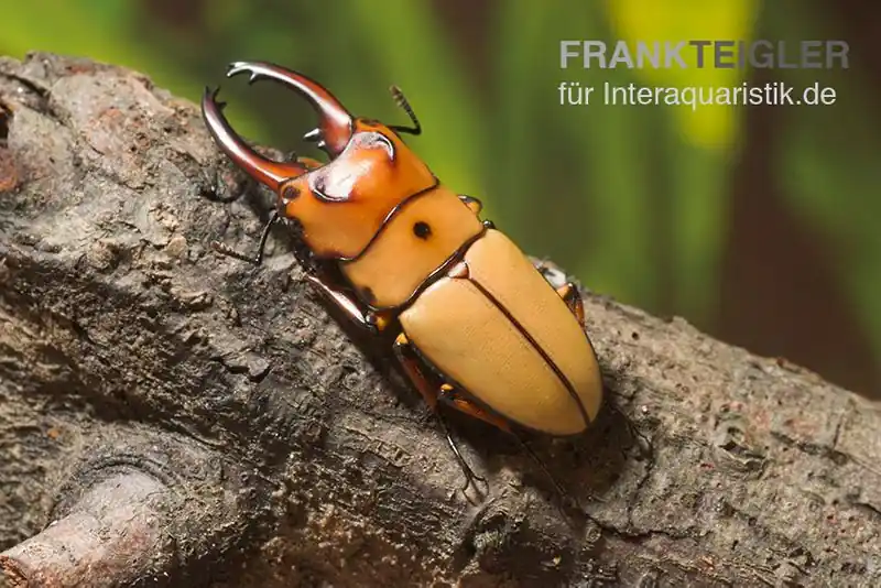 Versand Am Gleichen Tag Zwerghirschkäfer, Prosopocoilus occipitalis, weiblich