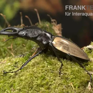 Zertifiziert Ludekingi-Hirschkäfer, Odontolabis ludekingi, weiblich