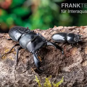 Bucephalus-Hirschkäfer, Dorcus bucephalus, gemischt Neue Ware
