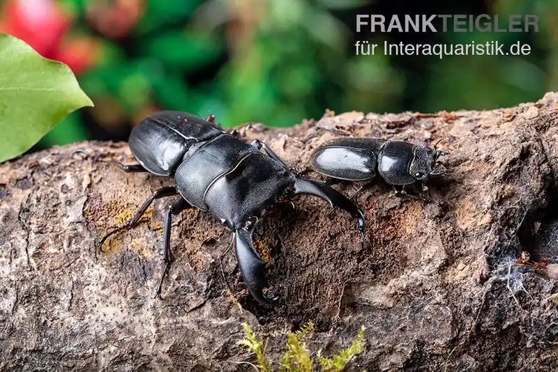 Bucephalus-Hirschkäfer, Dorcus bucephalus, gemischt Neue Ware