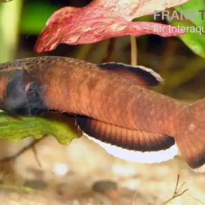 Weißsaum-Zwergkampffisch, Betta albimarginata, gemischt Schnäppchen