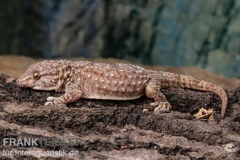 Heißes Angebot Bibrons Dickfingergecko, Chondrodactylus bibronii, Männlich