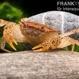 Linsenkrabbe, Parathelphusa cf. convexa, Paar (1 Männchen + 1 Weibchen) Top-Angebot