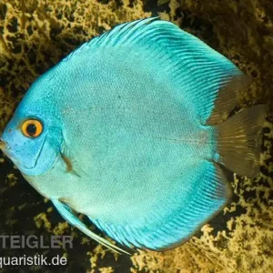 Diskusfisch ASIA-NZ, Symphysodon discus Cobalt Blue, 2 Zoll, 5-6 cm Günstig