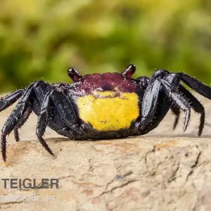 Zweifarbige Vampirkrabbe, Geosesarma bicolor, Zufällig ausgewählt Knallerangebot