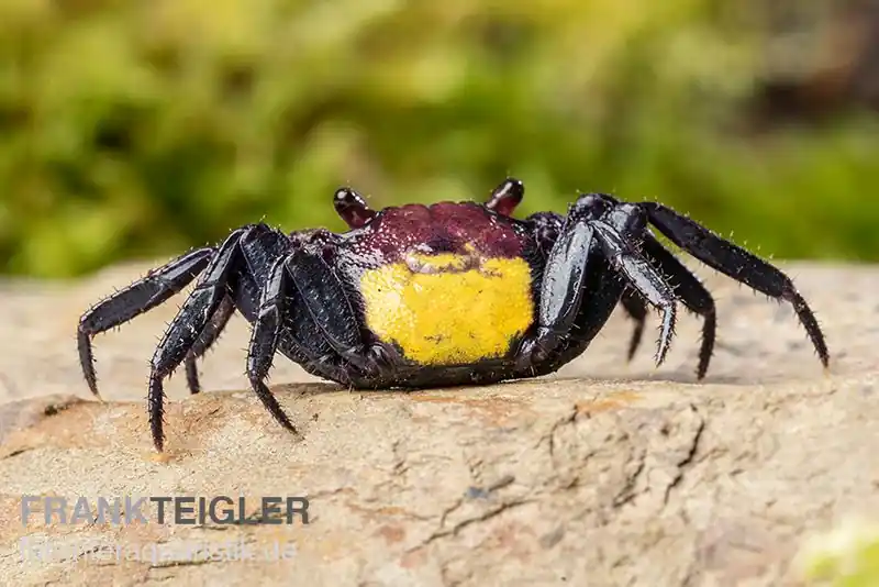 Zweifarbige Vampirkrabbe, Geosesarma bicolor, Zufällig ausgewählt Knallerangebot