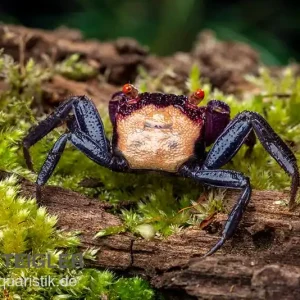 Violette Vampirkrabbe, Geosesarma dennerle "Vampir Orange Eye", Paar (1 Männchen + 1 Weibchen) Zertifiziert