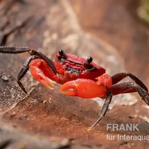 Wasserfall-Krabbe, Phricothelphusa limula Sofort Bestellen