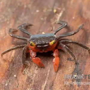 Top-Angebot Banyumas-Vampirkrabbe, Geosesarma noduliferum, Paar (1 Männchen + 1 Weibchen)