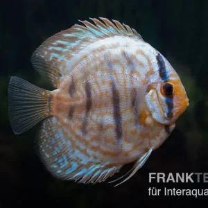 Markenprodukt Diskusfisch ASIA-NZ, Symphysodon discus Blue turquoise (Blue German), 5 Zoll, 12-13 cm