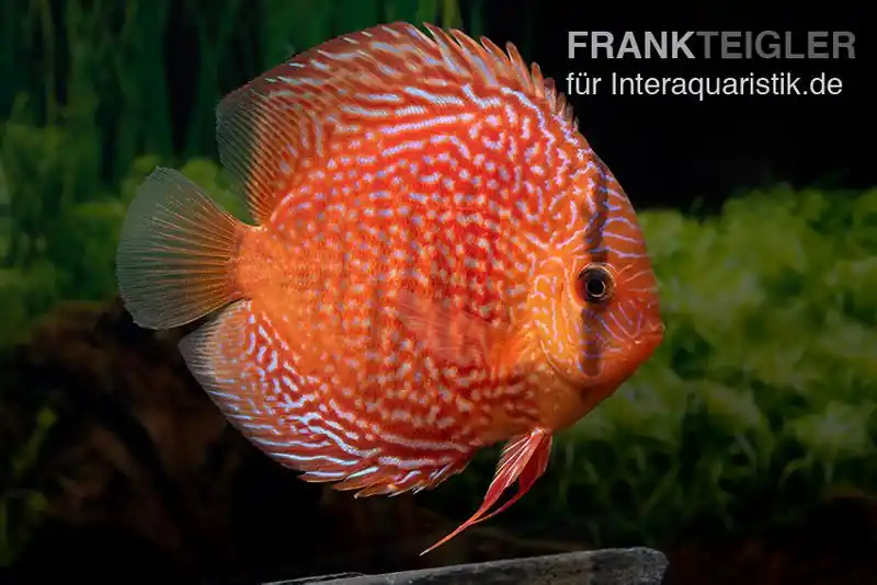Finale Aktion Diskusfisch ASIA-NZ, Symphysodon discus Leopard snakeskin (Red spotted snake), 5 Zoll, 12-13 cm