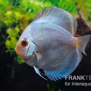 Diskusfisch ASIA-NZ, Symphysodon discus Ocean green (Green diamond), 2 Zoll, 5-6 cm Letzte Chance