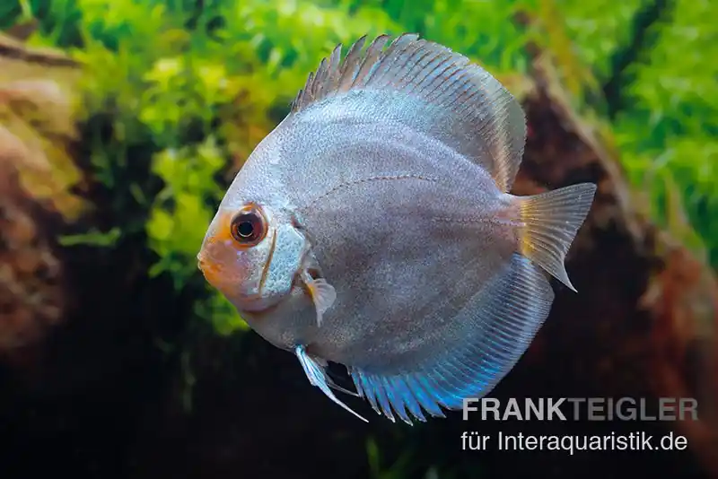 Diskusfisch ASIA-NZ, Symphysodon discus Ocean green (Green diamond), 2 Zoll, 5-6 cm Letzte Chance