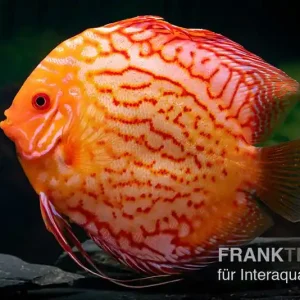 Diskusfisch ASIA-NZ, Symphysodon discus Red spider, 5 Zoll, 10-12 cm Knallerangebot