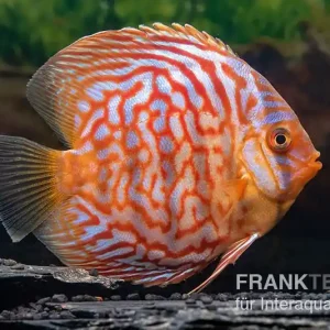 Diskusfisch ASIA-NZ, Symphysodon discus Red Diamond, 5 Zoll, 12-13 cm Nur Heute