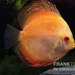Knallerangebot Diskusfisch ASIA-NZ, Symphysodon discus Pigeon Pearl, 5 Zoll, 12-13 cm