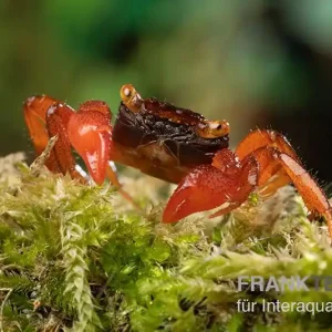Rubin-Vampirkrabbe, Geosesarma sp. nov. "Red Ruby", Zufällig ausgewählt Preis Gesenkt