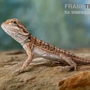 Bartagame, Pogona vitticeps, Farbmix, ca. 10-12 cm weiblich Rabatt