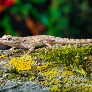Heißes Angebot Zaunanolis, Anolis distichus, paarpreisx2