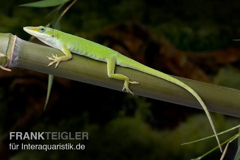 Rotkehlanolis, Anolis carolinensis, Paar Geprüft