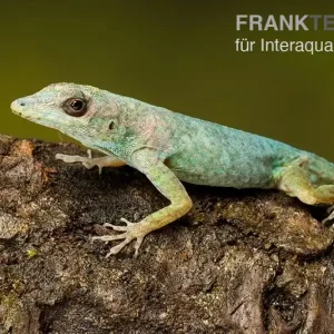 Martinique-Anolis, Anolis roquet roquet, Paarpreis Sofort Bestellen