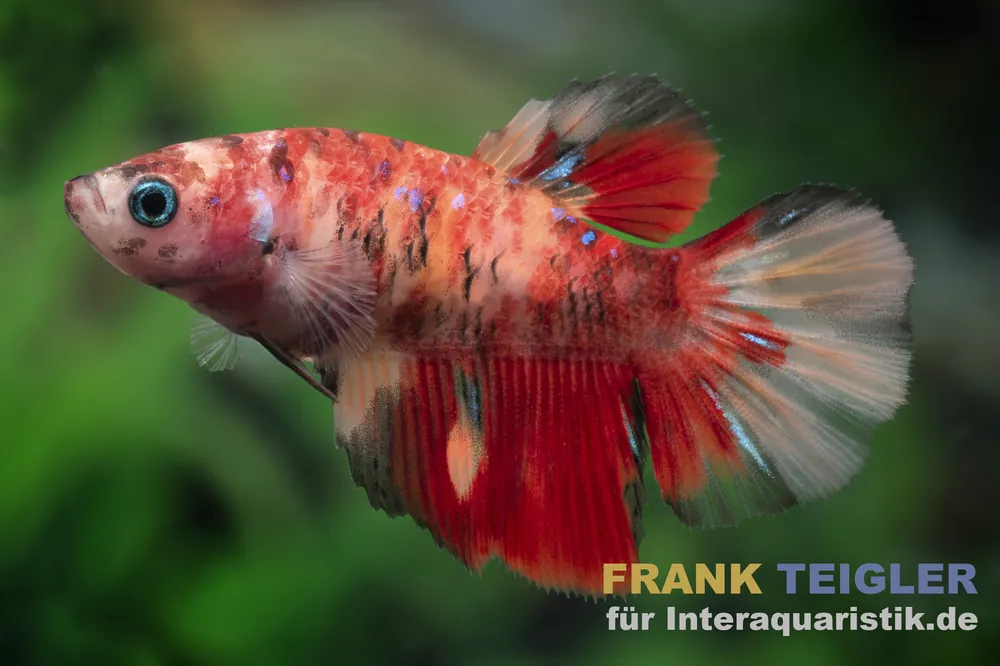 Begrenztes Angebot Halfmoon Kampffisch Nemo, Betta splendens, Weiblich