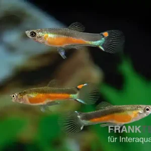 Santa Green Genie Guppy, Poecilia wingei, Paar Saisonangebot