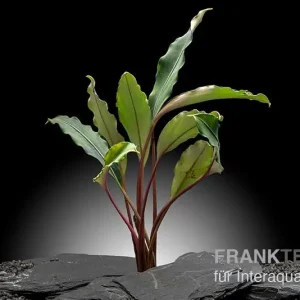 Bucephalandra "Pearl grey", lose Pflanze Markenware