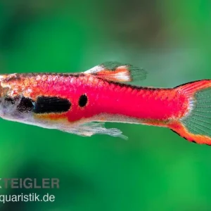 Endler-Guppy magenta, Poecilia wingei, Weibchen Neue Kollektion