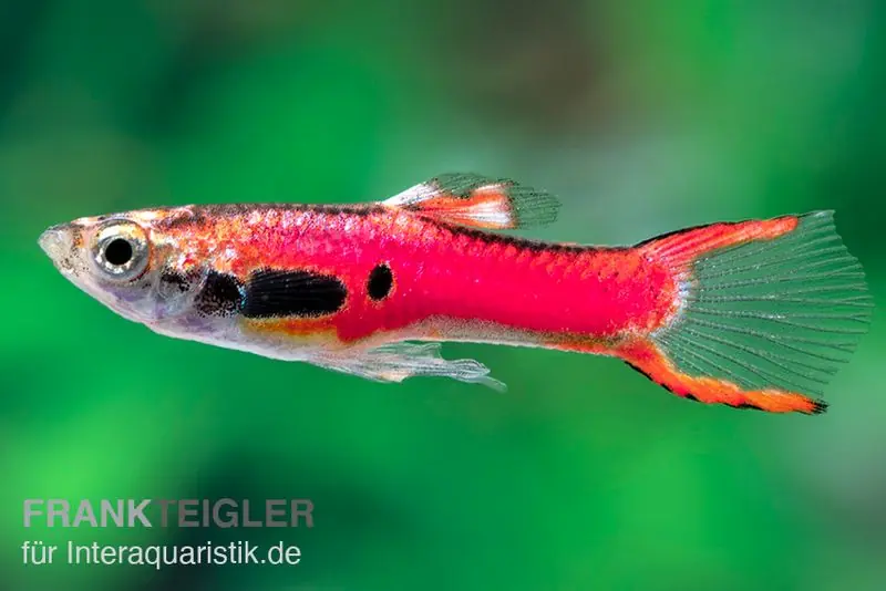 Endler-Guppy magenta, Poecilia wingei, Weibchen Neue Kollektion