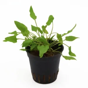 Grüner Wasserkelch, Cryptocoryne wendtii "Green", XL-Topf, Mutterpflanze Preiswert