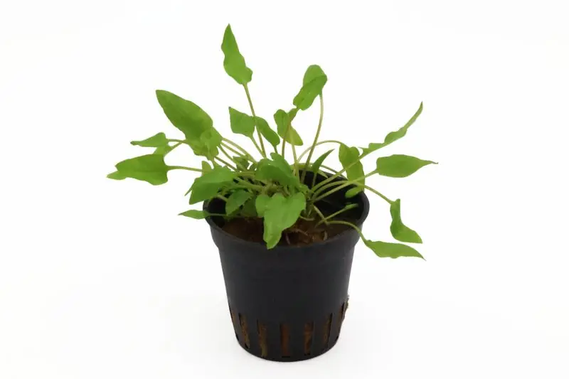 Grüner Wasserkelch, Cryptocoryne wendtii "Green", XL-Topf, Mutterpflanze Preiswert
