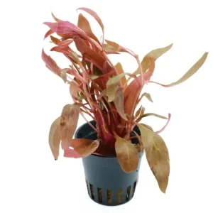 Dunkelrotes Papageienblatt, Alternanthera reineckii "Rot", im Topf Markenprodukt