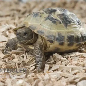 Zertifiziert Vierzehenschildkröte, Testudo horsfieldii